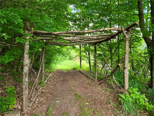 view of local wilderness