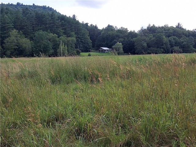 view of local wilderness