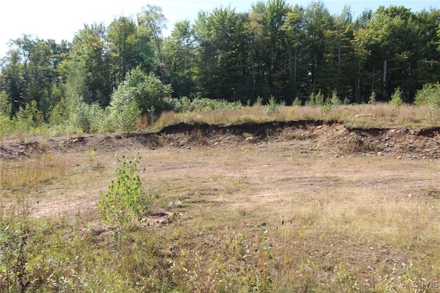 view of local wilderness