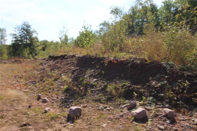 view of local wilderness