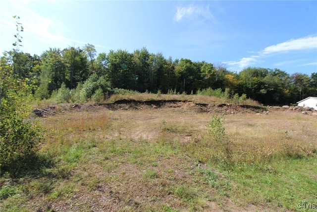 view of local wilderness