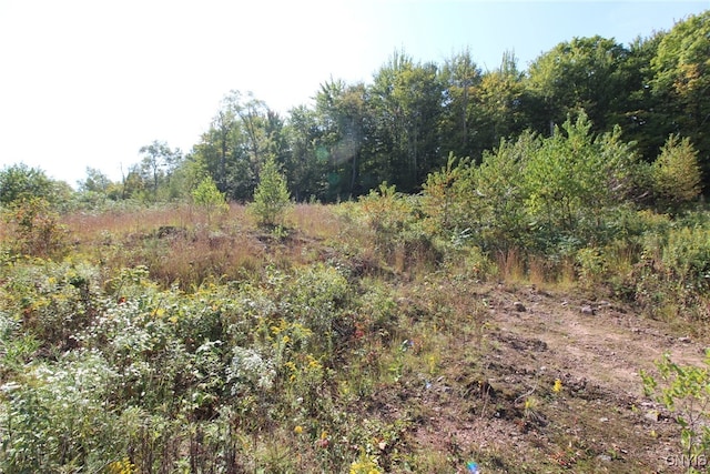 view of local wilderness