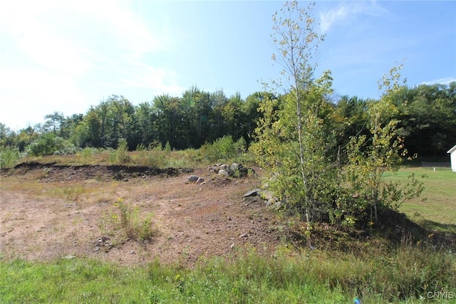 view of local wilderness