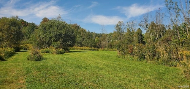 view of local wilderness