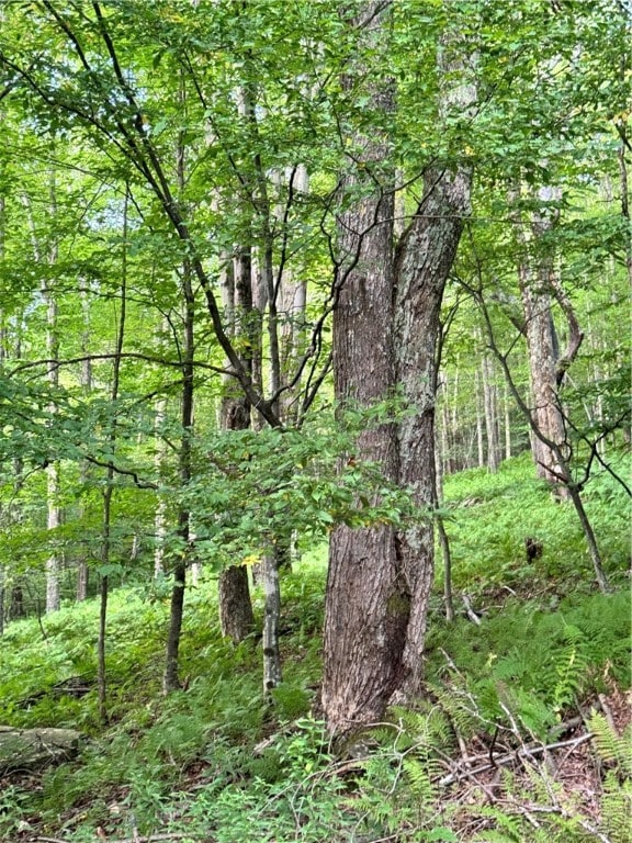 view of local wilderness