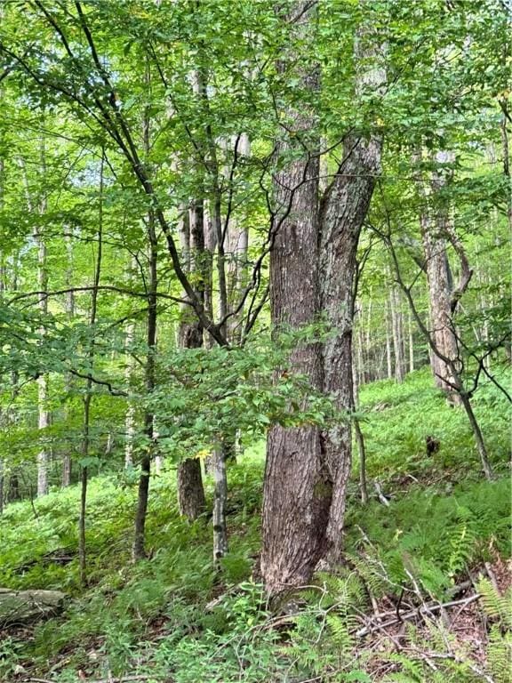 1356 Terry Clove Rd, Hamden, NY 13752 - view of wooded area