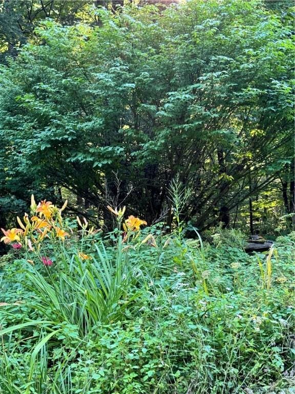 1356 Terry Clove Rd, Hamden, NY 13752 - view of undeveloped land