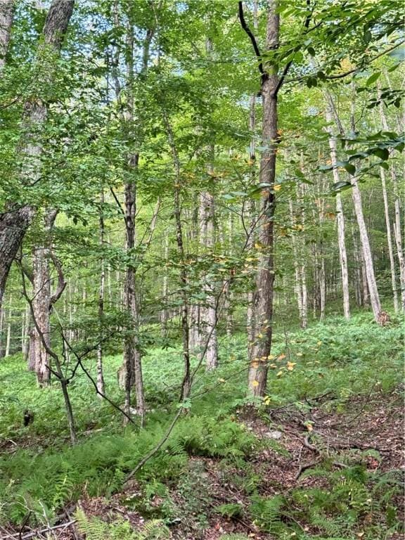1356 Terry Clove Rd, Hamden, NY 13752 - view of tree filled area