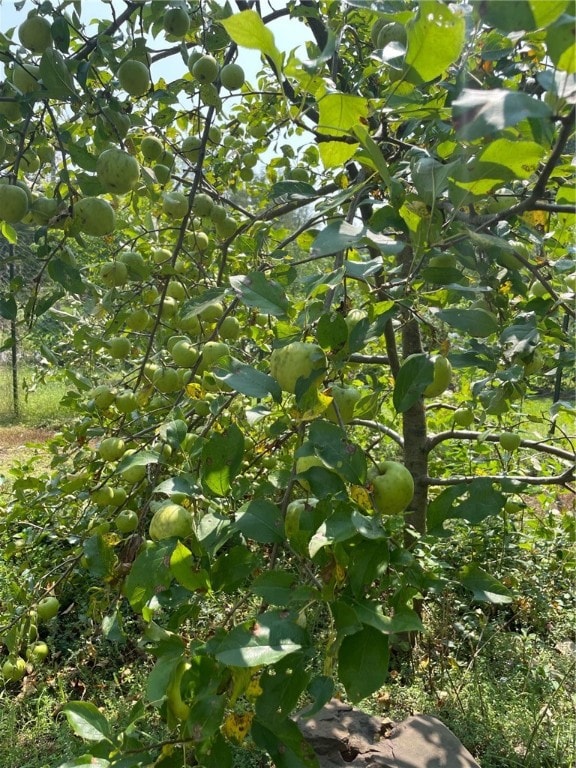 view of local wilderness