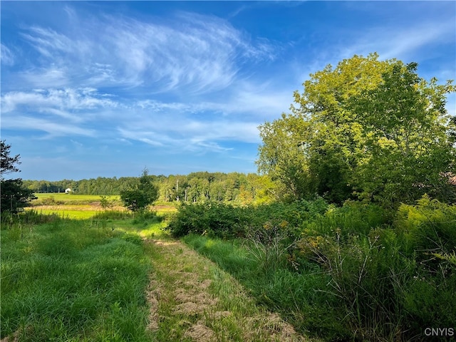 view of local wilderness