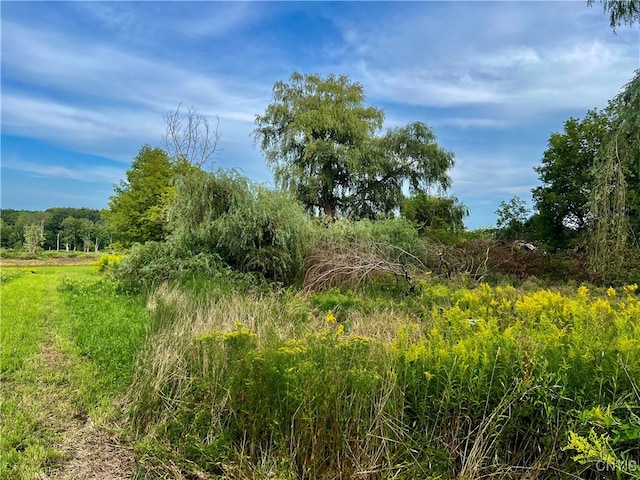 view of local wilderness