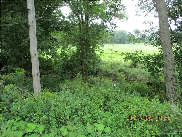 view of local wilderness