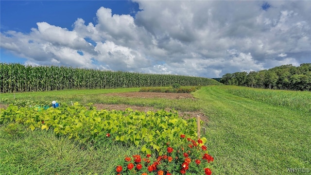 view of yard with a rural view