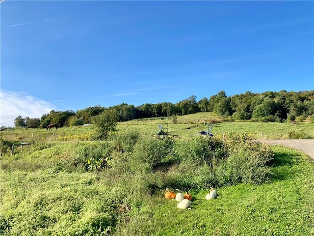 view of local wilderness with a rural view