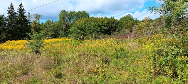 view of local wilderness