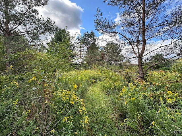 view of nature