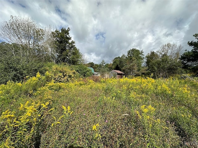 view of local wilderness