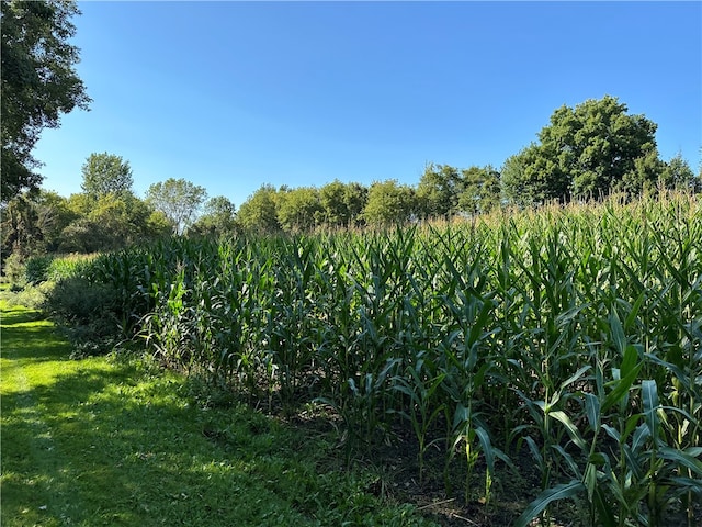 view of local wilderness