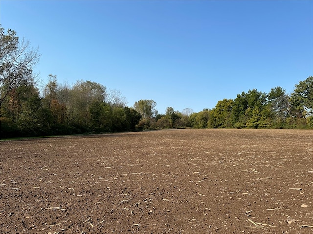 view of local wilderness