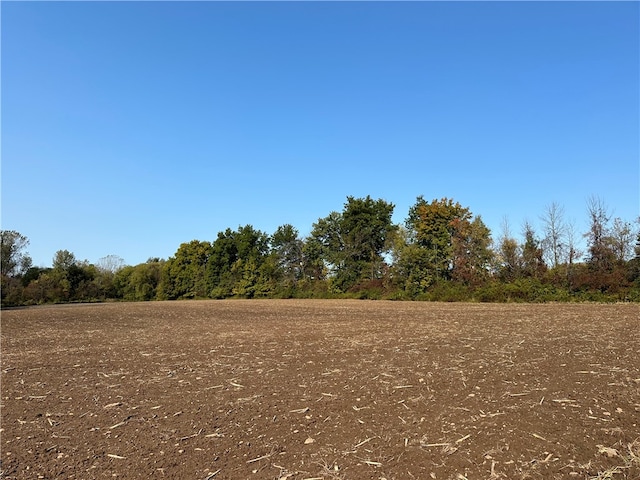 view of local wilderness