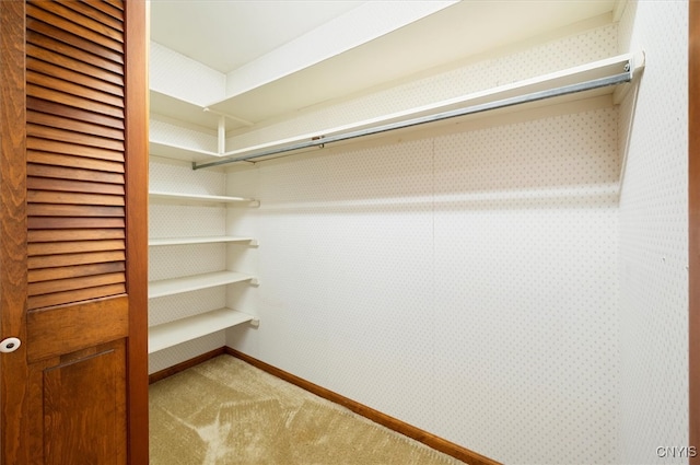 spacious closet featuring carpet