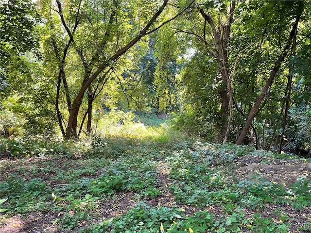 view of local wilderness