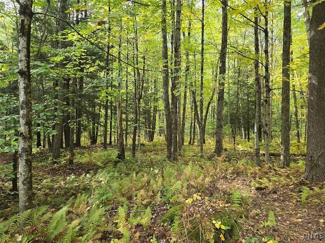 view of local wilderness