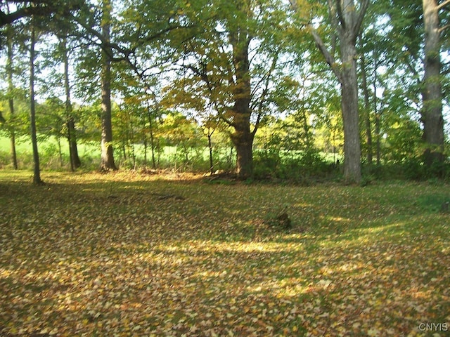 view of local wilderness