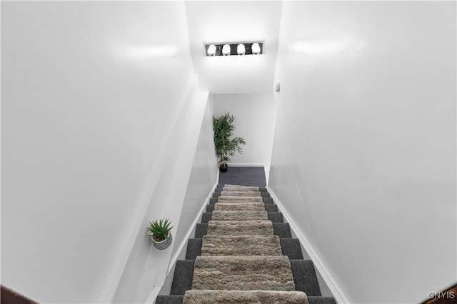 stairway featuring carpet floors