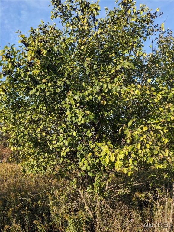 0 Riverside Dr, Scio, NY 14880