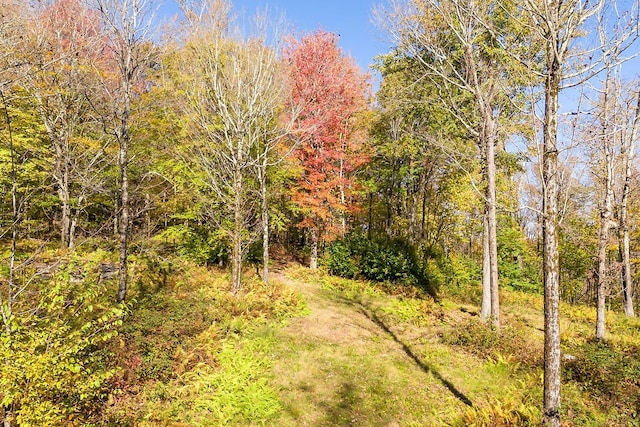 view of local wilderness