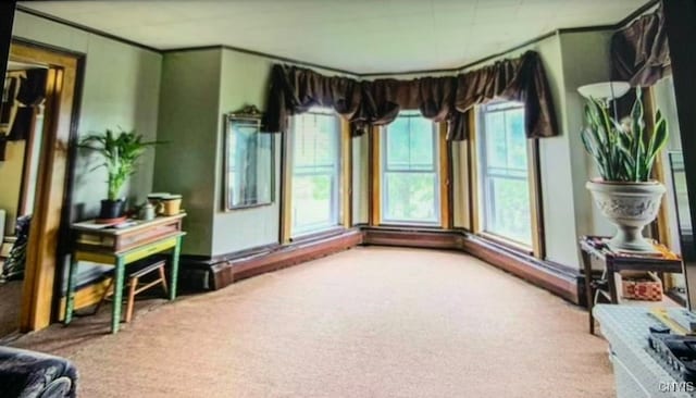 sitting room featuring carpet floors