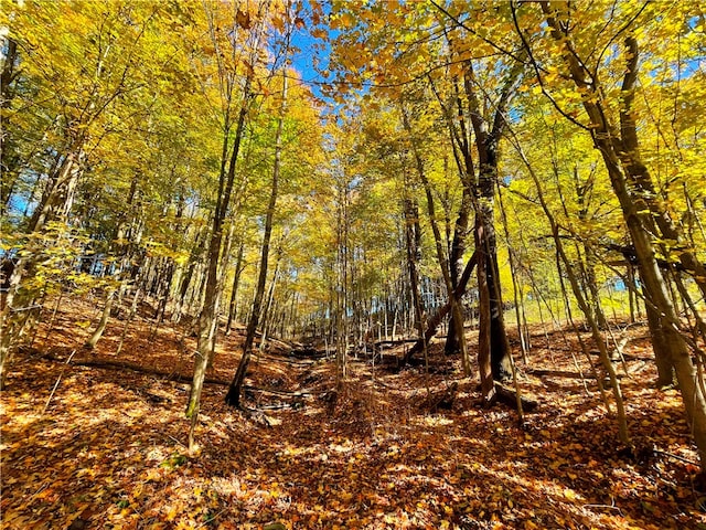 view of local wilderness