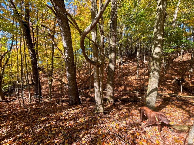 view of local wilderness