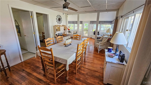 dining room with a drop ceiling, ceiling fan, and dark hardwood / wood-style flooring