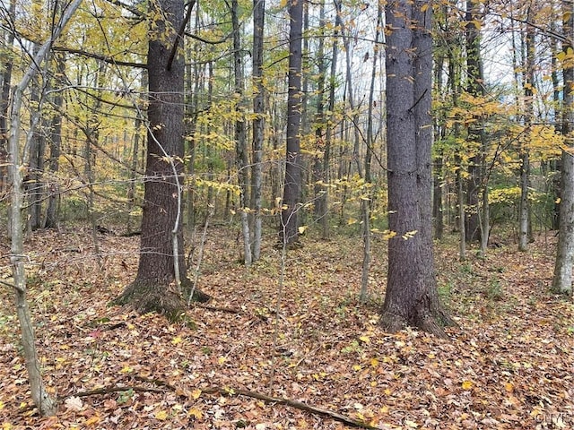 6197 Windfall Rd, Angelica, NY 14813 - view of tree filled area