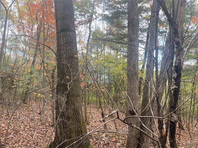 6197 Windfall Rd, Angelica, NY 14813 - view of woods