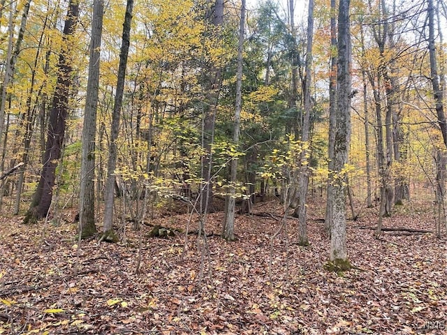 6197 Windfall Rd, Angelica, NY 14813 - view of woods
