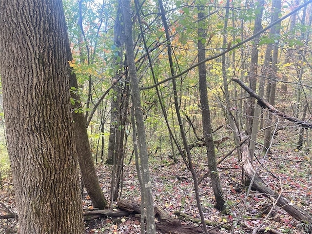 view of local wilderness