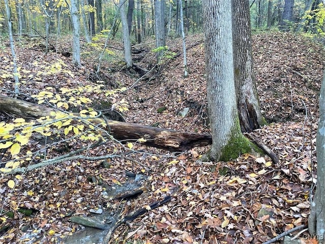 6197 Windfall Rd, Angelica, NY 14813 - view of wooded area