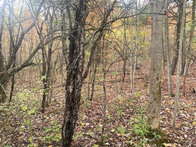 6197 Windfall Rd, Angelica, NY 14813 - view of tree filled area