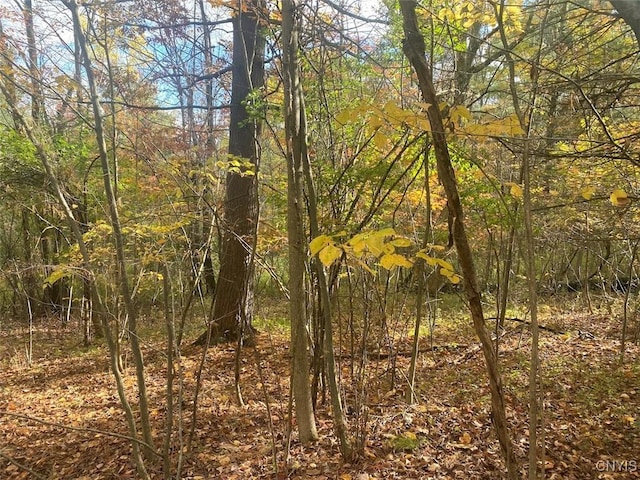 6197 Windfall Rd, Angelica, NY 14813 - view of tree filled area