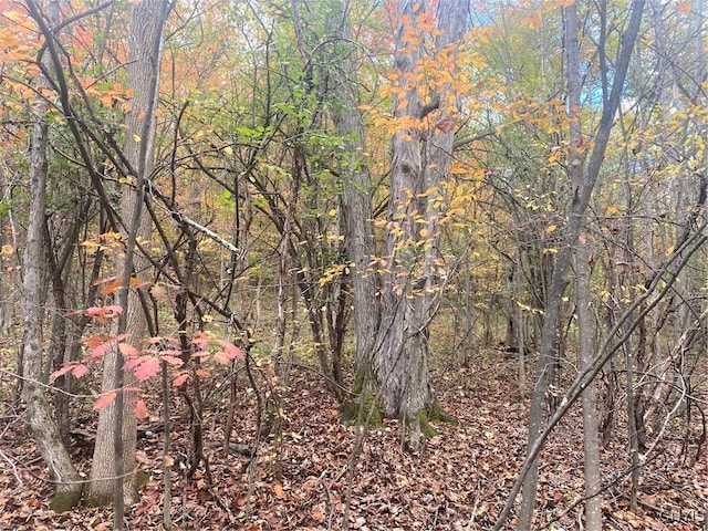 6197 Windfall Rd, Angelica, NY 14813 - view of wooded area