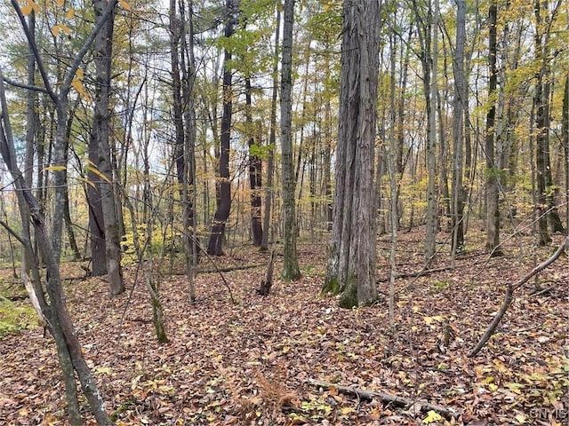 6197 Windfall Rd, Angelica, NY 14813 - view of tree filled area