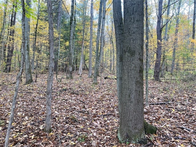 view of local wilderness