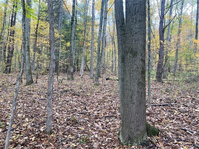 6197 Windfall Rd, Angelica, NY 14813 - view of woods