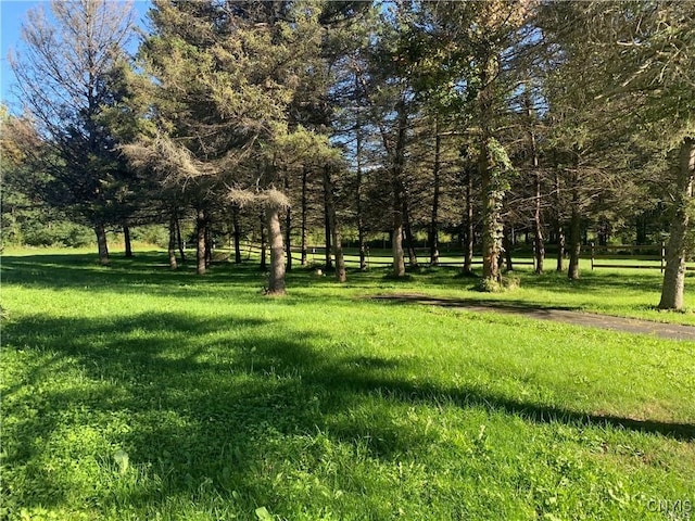 view of local wilderness