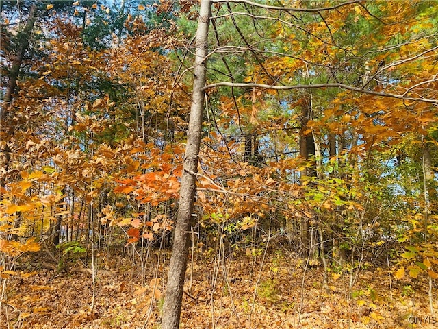 view of local wilderness