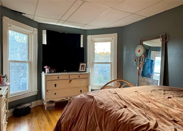 bedroom with a drop ceiling, multiple windows, and hardwood / wood-style floors