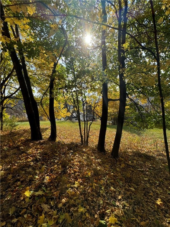 view of local wilderness